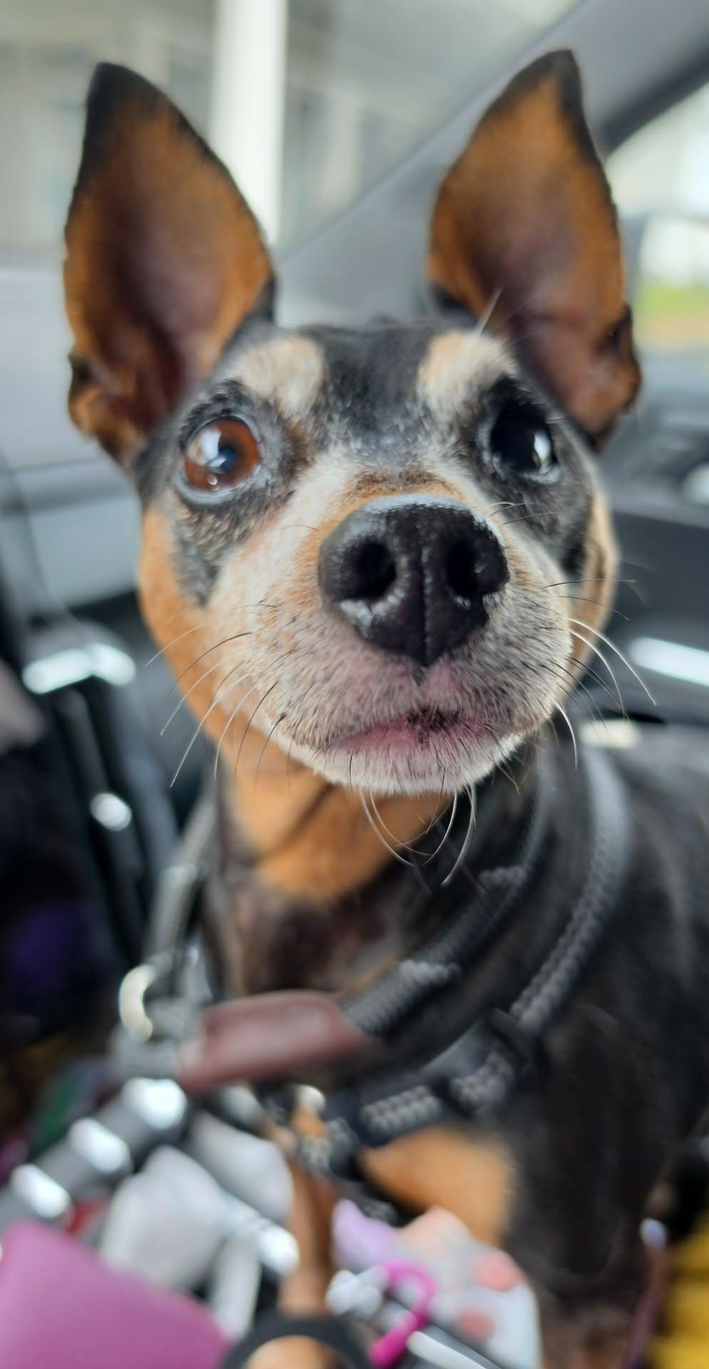 Enlarge Sunshine, a ADOPTABLE Miniature Pinscher in Hazelwood, MO image 5/6