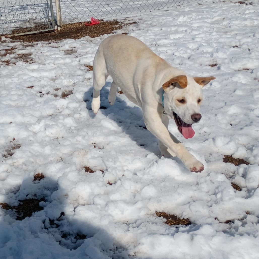 Chapel, Adoptable, Young Female Pit Bull Terrier.