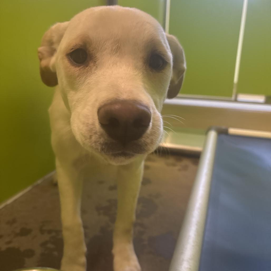 Enlarge Chapel, a Adoptable mixed breed in Tulsa, OK image 2/6