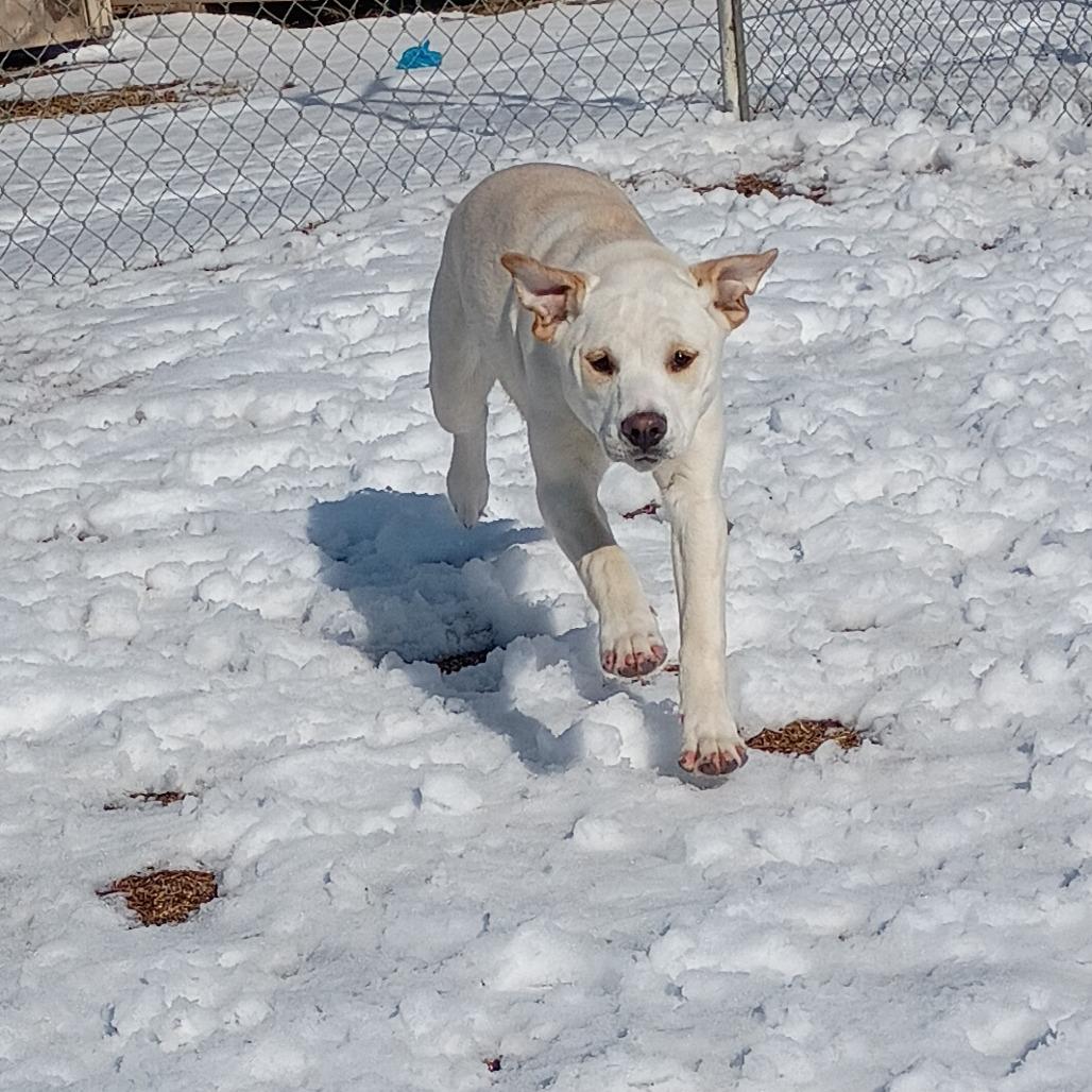 Enlarge Chapel, a Adoptable mixed breed in Tulsa, OK image 3/6
