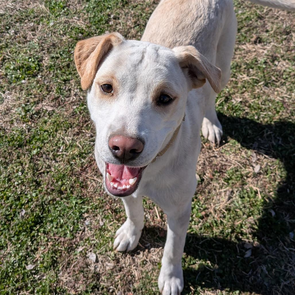 Enlarge Chapel, a Adoptable mixed breed in Tulsa, OK image 6/6