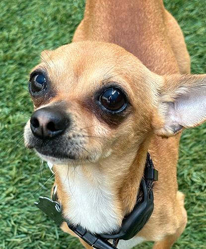 Cricket, Adopted, Adult Male Chihuahua.