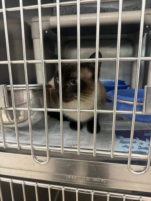 Enlarge CAM, a Adoptable Siamese in Belleville, IL image 1/1