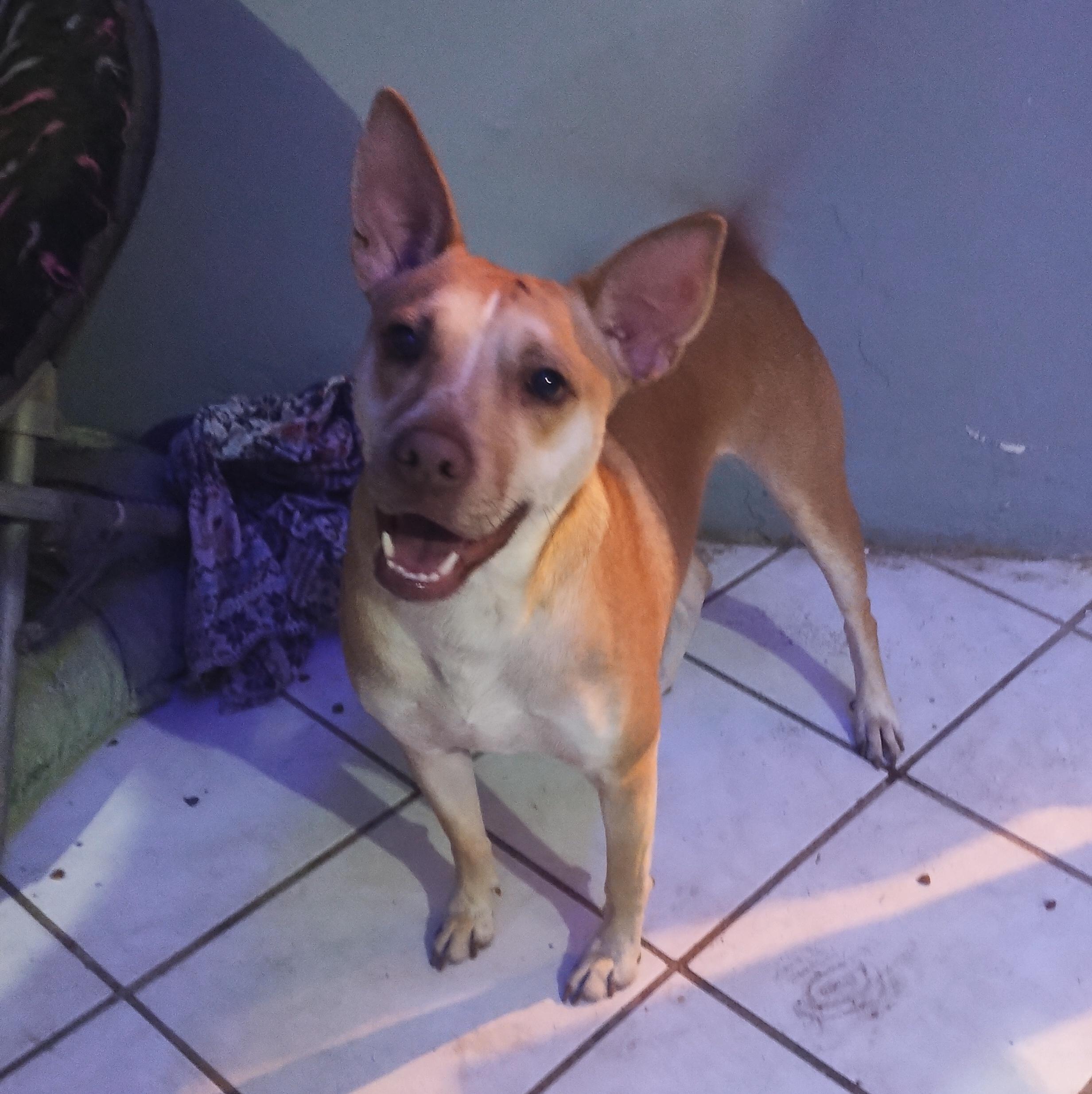 Juancho, Adult Male Pit Bull Terrier