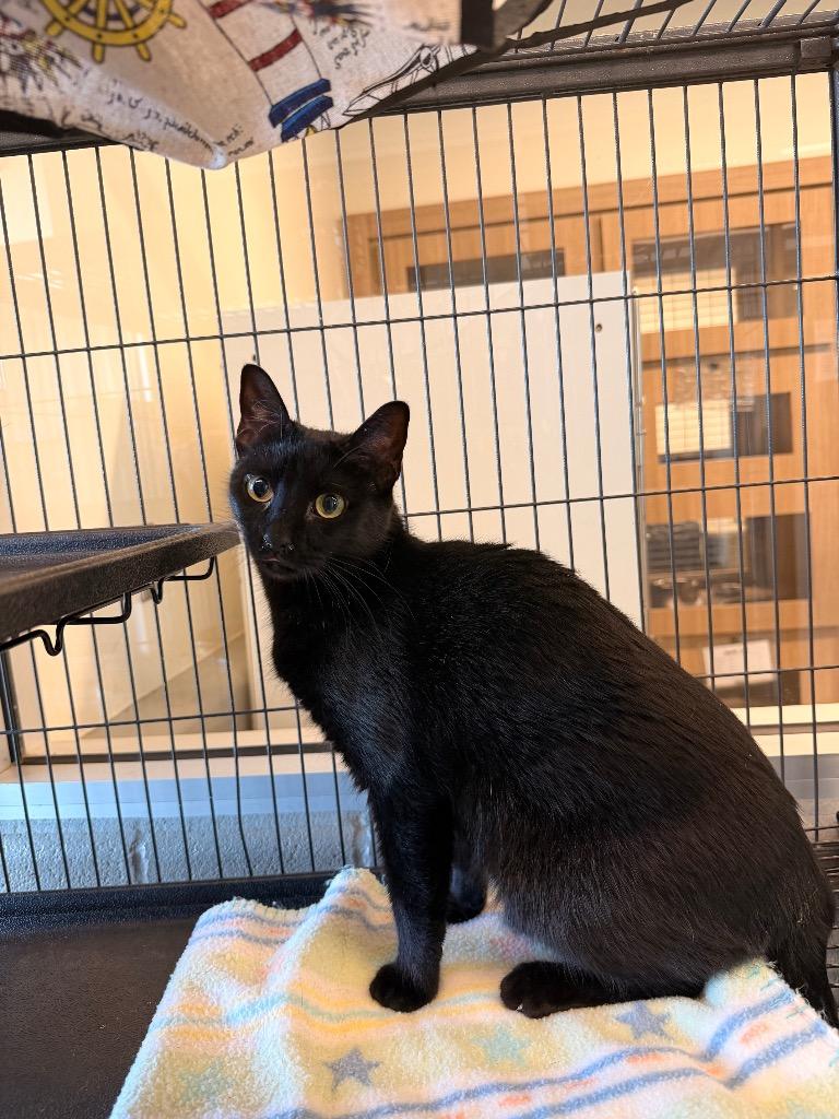 Candy Girl, Adoptable, Adult Female Domestic Short Hair.