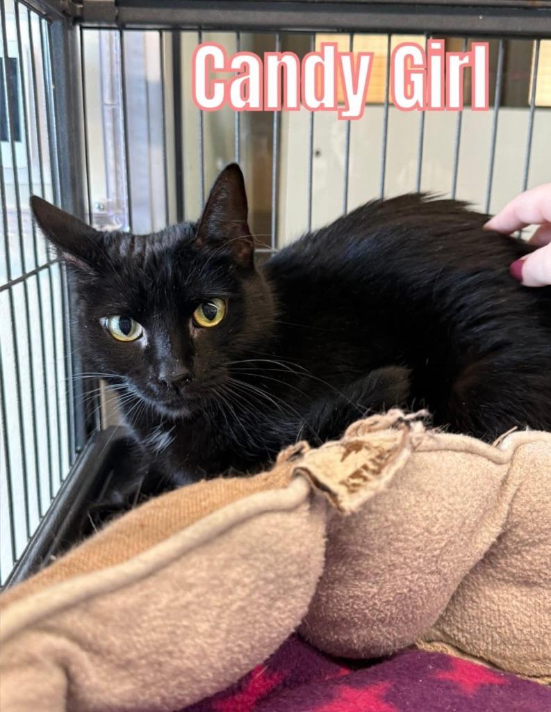 Enlarge Candy Girl, a Adoptable mixed breed in Bossier City, LA image 3/4