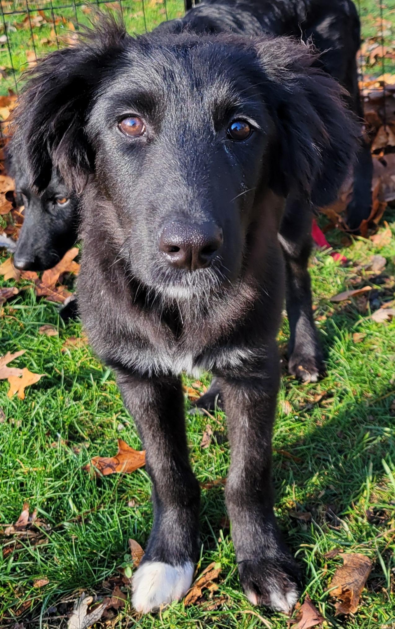 Beans, a Adoptable mixed breed in Elwood, NJ image 2/3