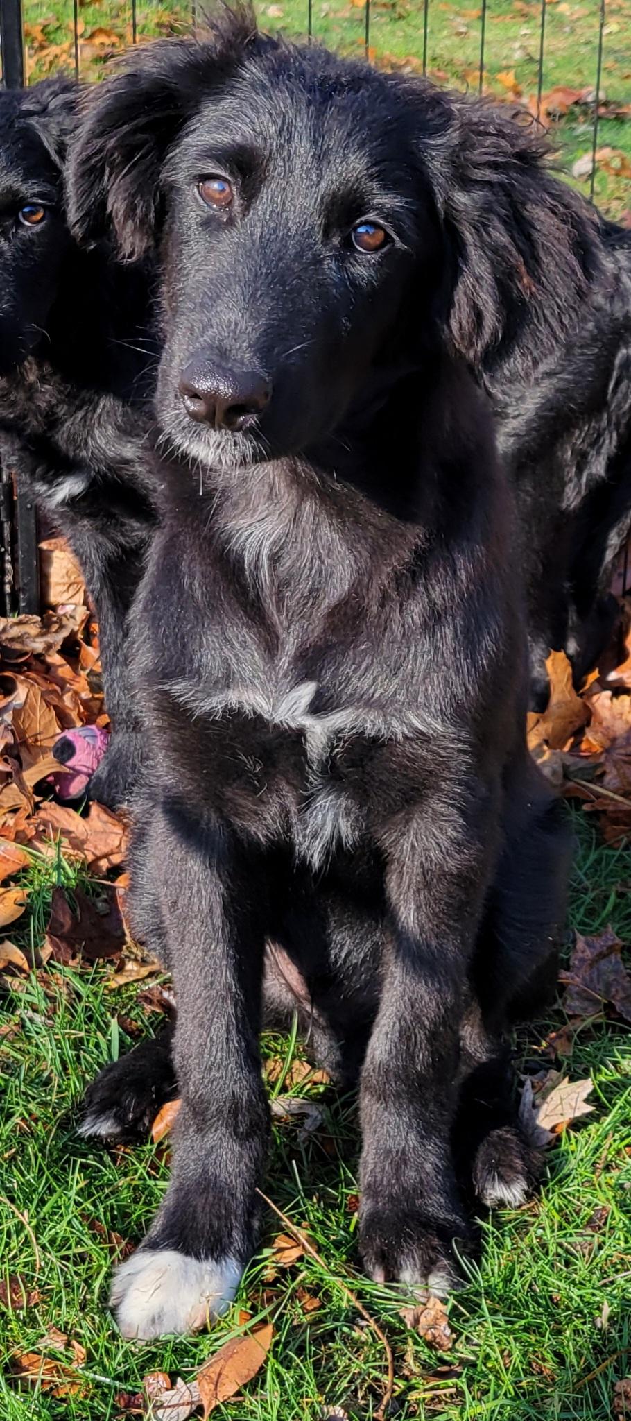 Beans, Adoptable, Puppy Male German Shepherd Dog & Golden Retriever.