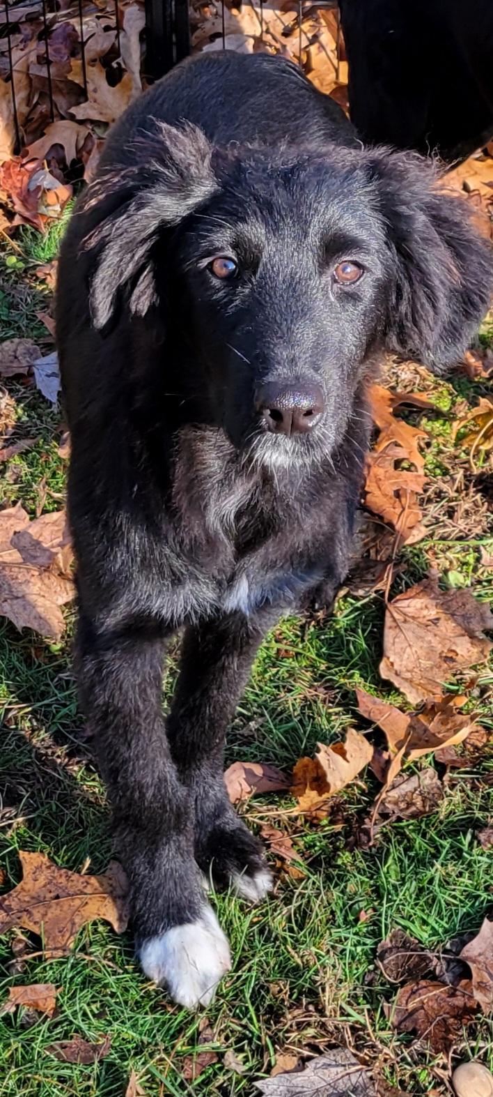Beans, a Adoptable mixed breed in Elwood, NJ image 3/3