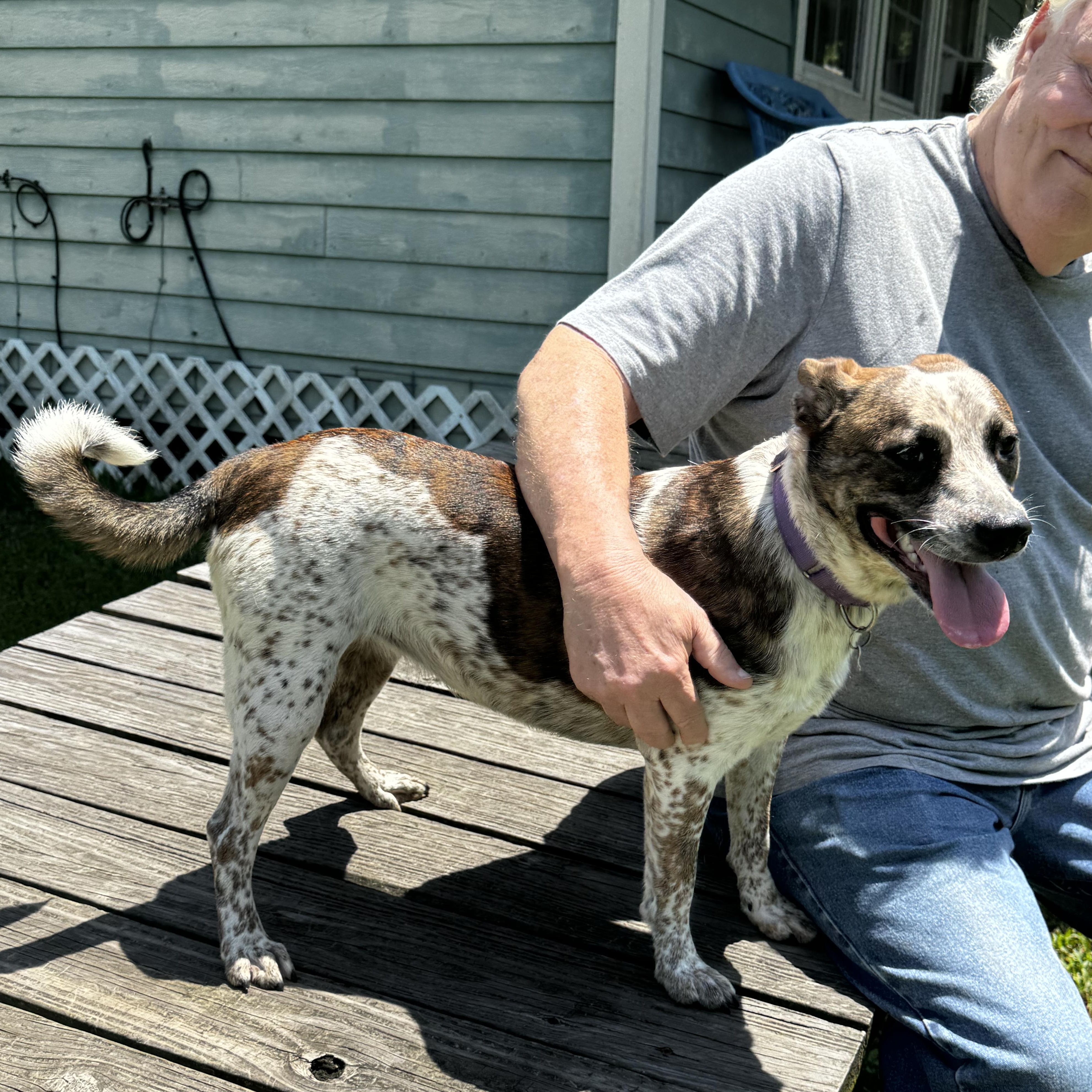Prada, Young Female Australian Cattle Dog / Blue Heeler