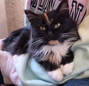 Enlarge Shelia, a Adoptable Domestic Medium Hair in Libby, MT image 1/6