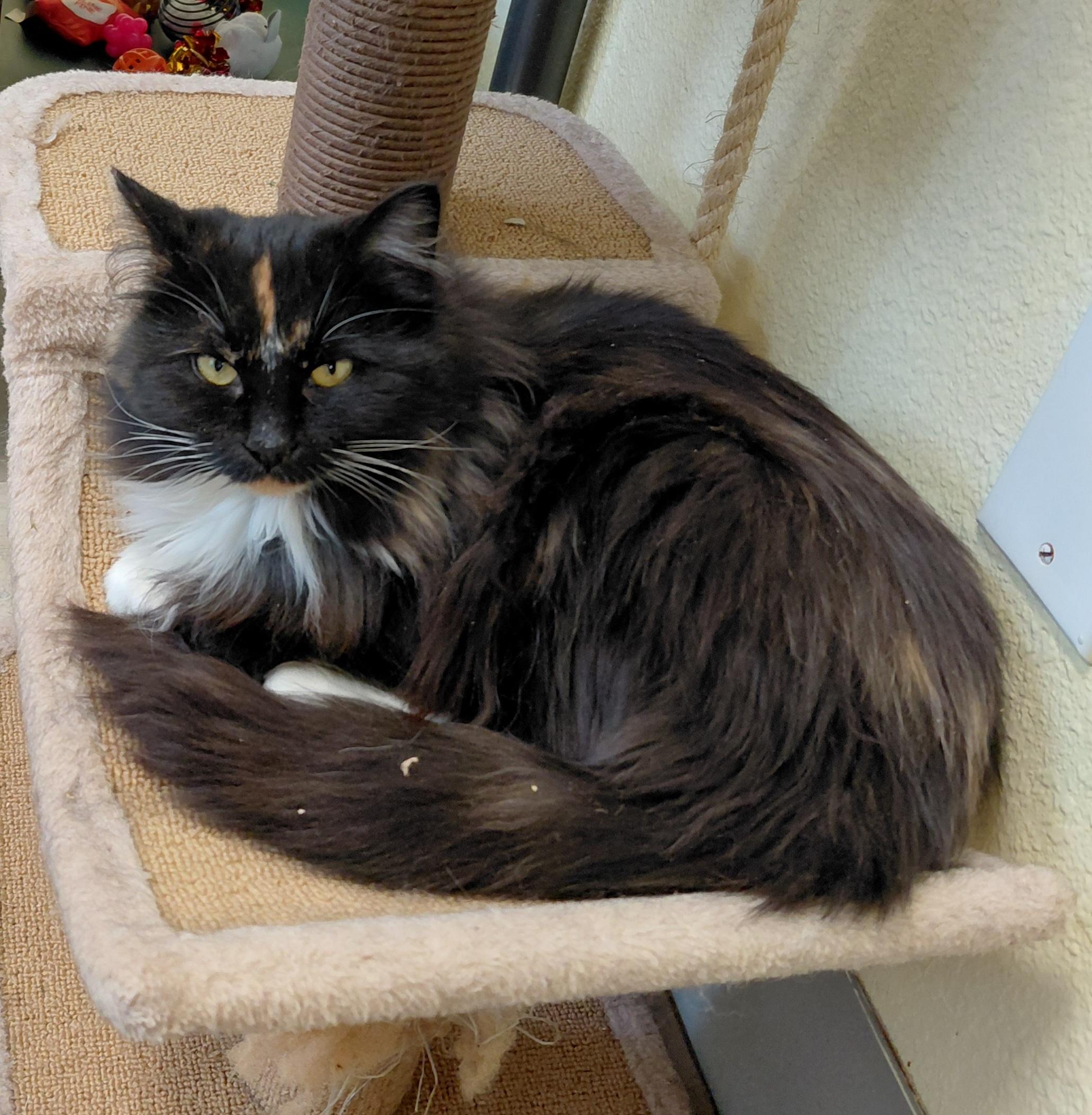 Enlarge Shelia, a Adoptable Domestic Medium Hair in Libby, MT image 5/6