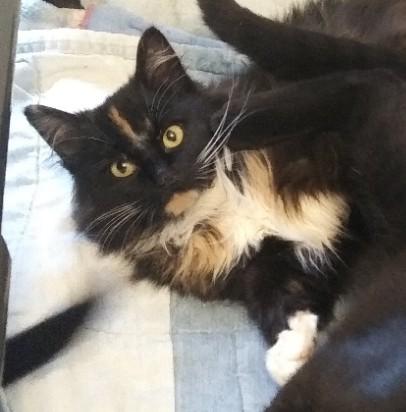 Shelia, an adoptable Domestic Medium Hair in Libby, MT, 59923 | Photo Image 1