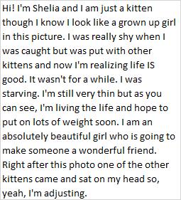 Enlarge Shelia, a Adoptable Domestic Medium Hair in Libby, MT image 2/4