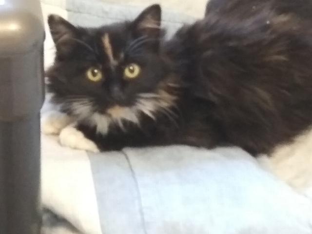 Shelia, an adoptable Domestic Medium Hair in Libby, MT, 59923 | Photo Image 2