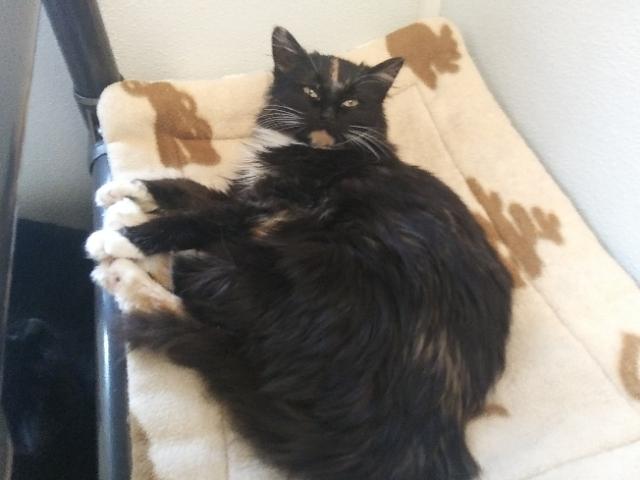 Enlarge Shelia, a Adoptable Domestic Medium Hair in Libby, MT image 4/4