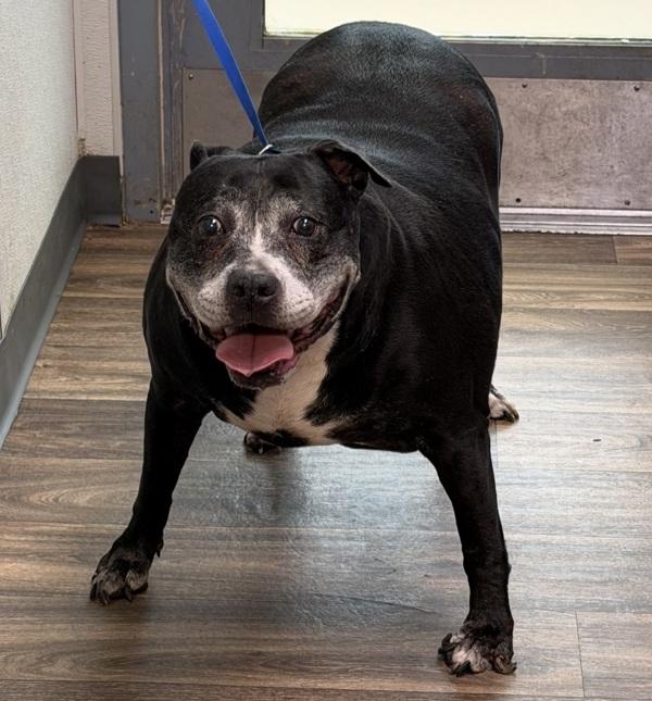 Enlarge Jetta, a Adoptable mixed breed in San Diego, CA image 1/1