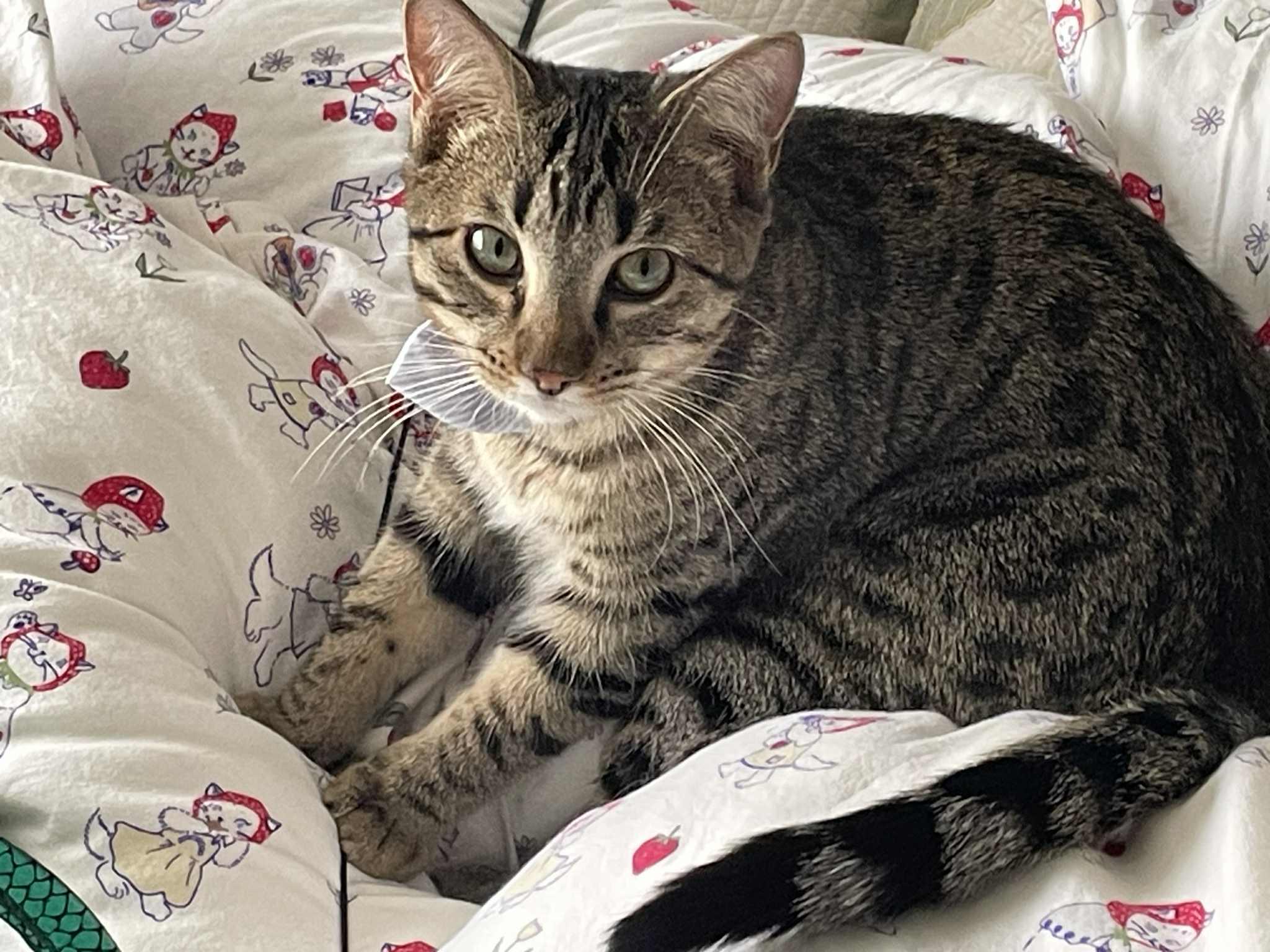 Enlarge Ron Weasley, a Adoptable Domestic Short Hair in Blaine, MN image 6/6