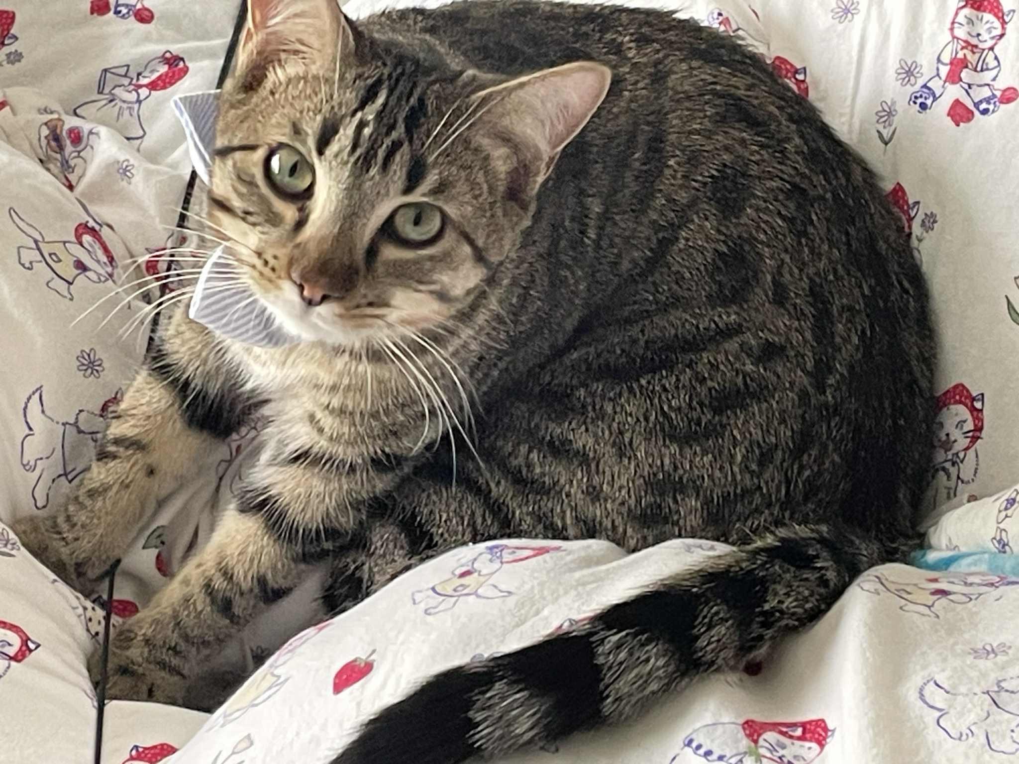 Ron Weasley, Adoptable, Kitten Male Domestic Short Hair.