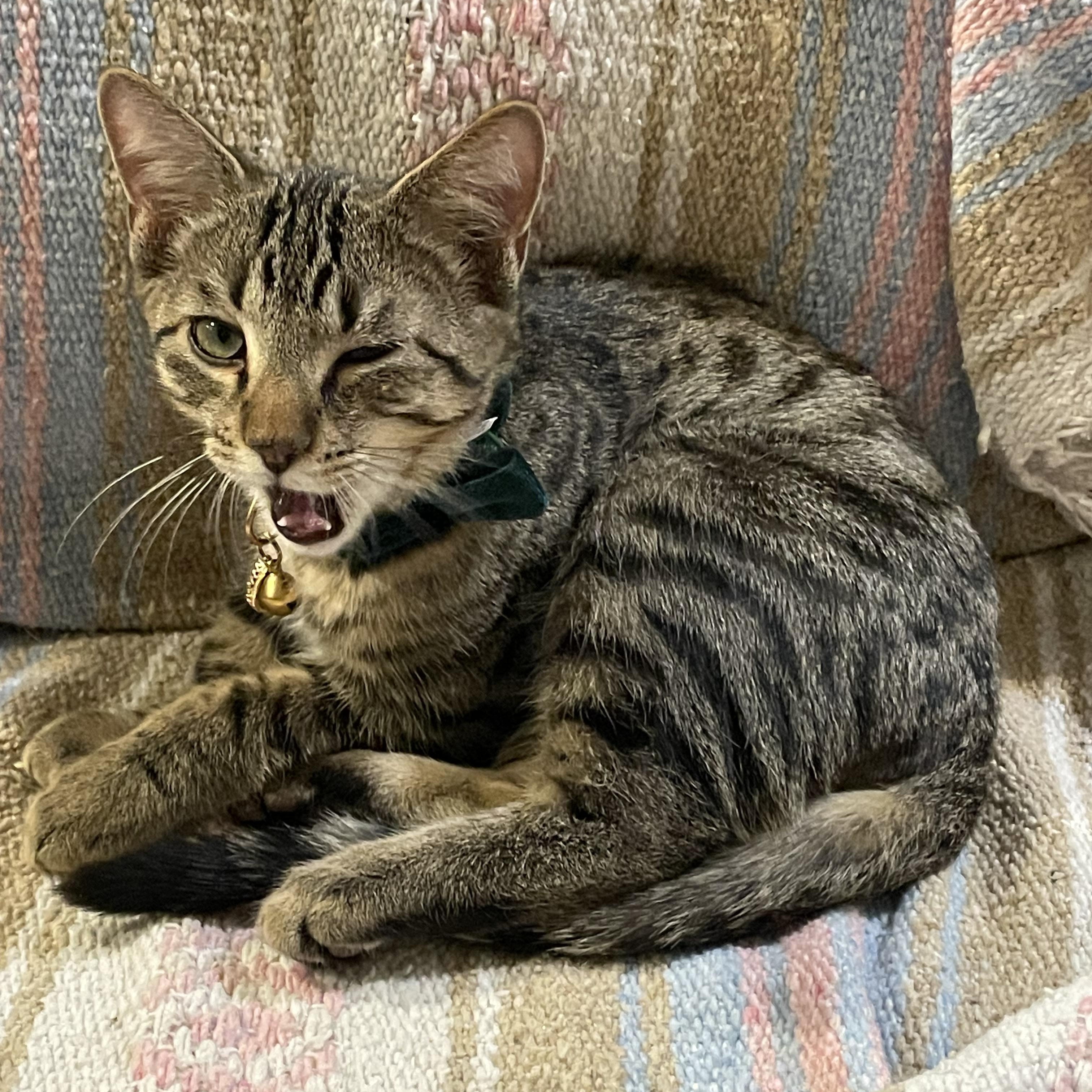 Ron Weasley, a Adoptable Domestic Short Hair in Blaine, MN image 2/3