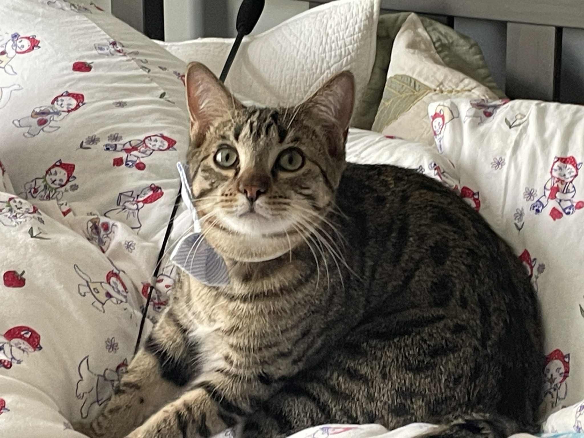 Enlarge Ron Weasley, a Adoptable Domestic Short Hair in Blaine, MN image 5/6