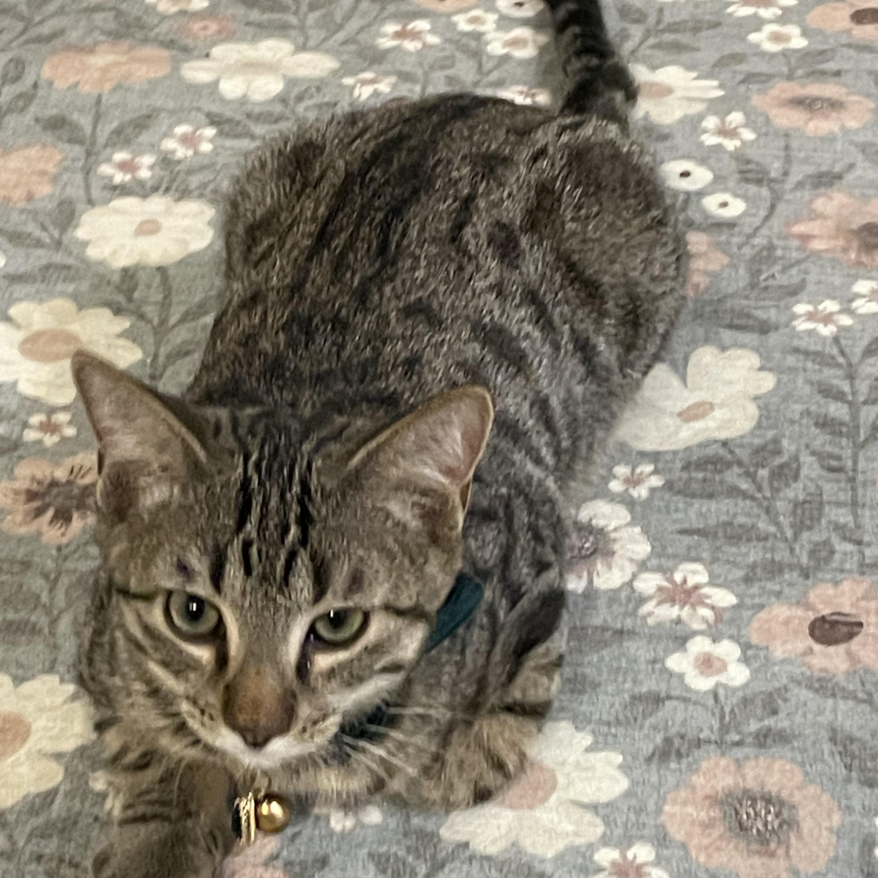 Ron Weasley, Adoptable, Kitten Male Domestic Short Hair.