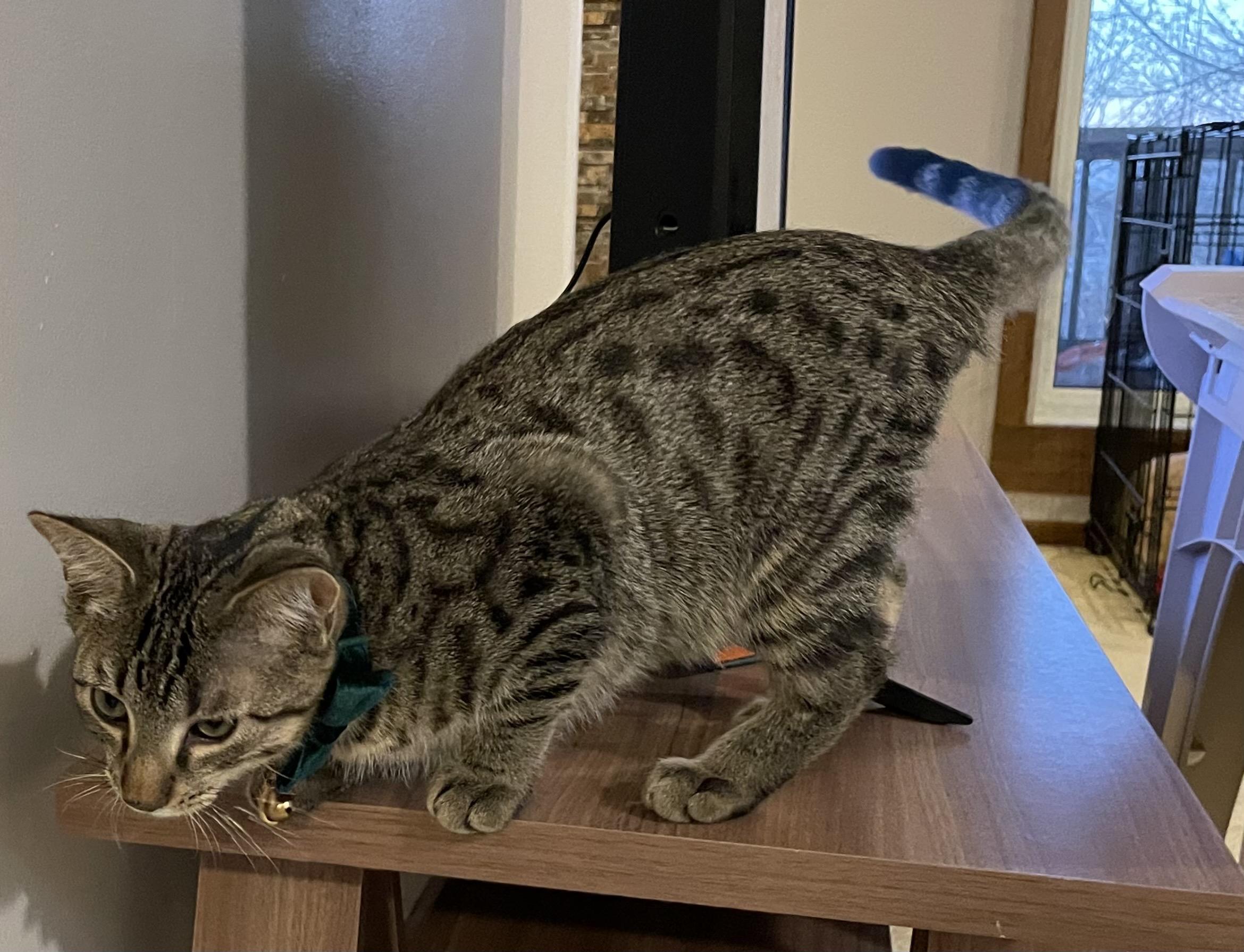 Ron Weasley, a Adoptable Domestic Short Hair in Blaine, MN image 3/3