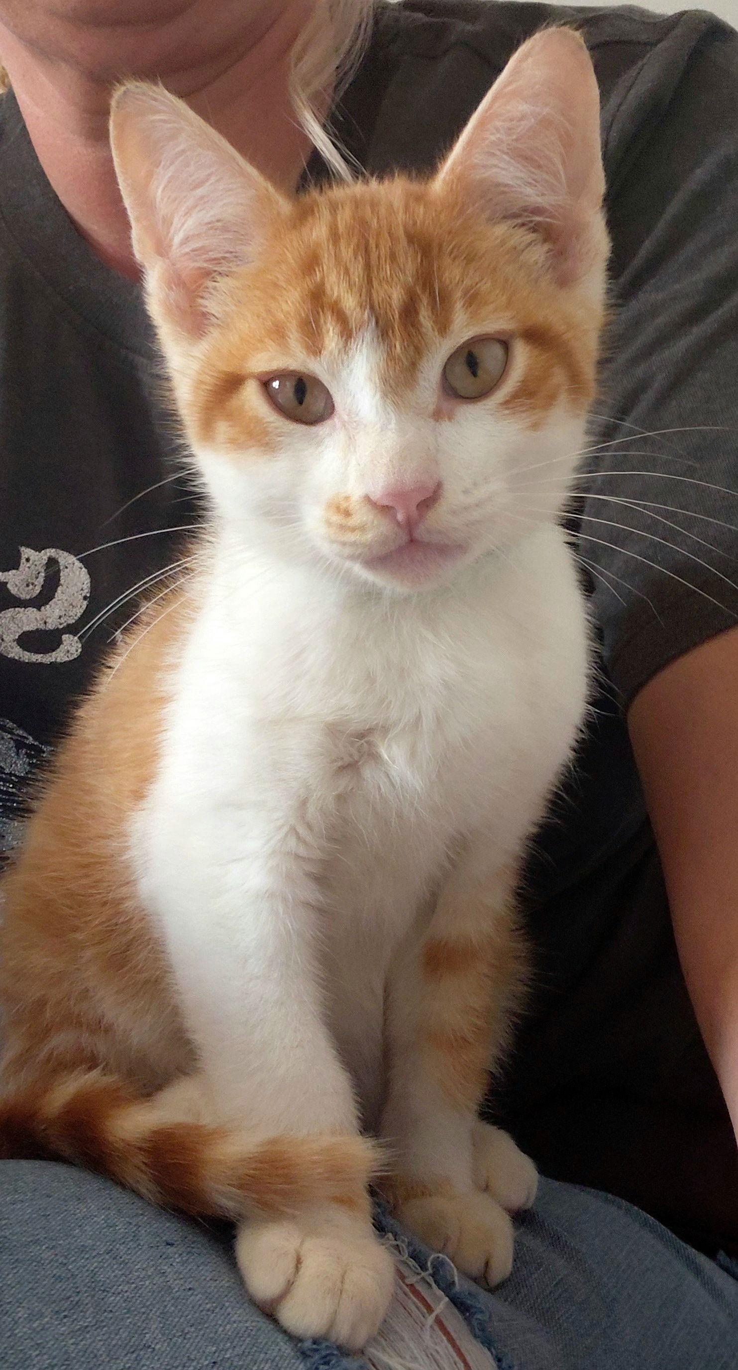 Sunny @ The Cat's Brew, Adoptable, Kitten Male Domestic Short Hair.