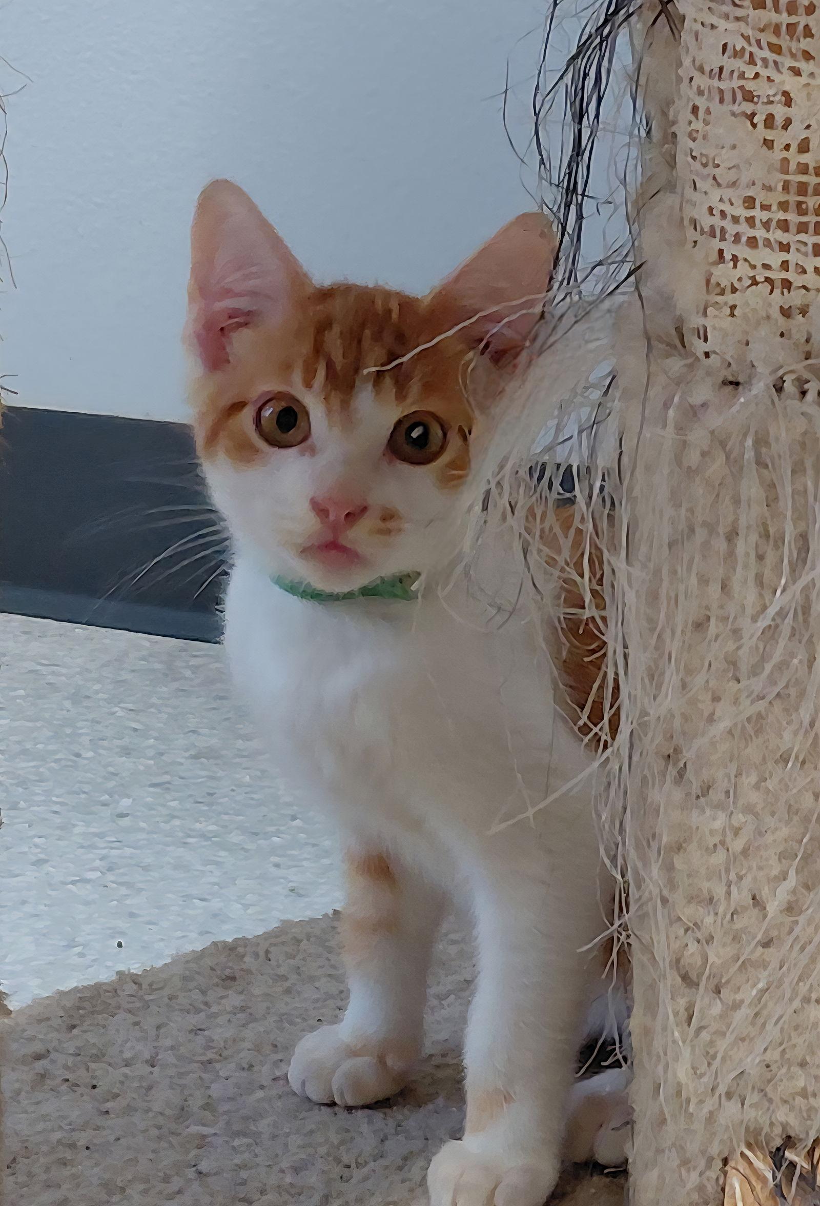 Sunny @ The Cat's Brew, a Adoptable Domestic Short Hair in Montello, WI image 2/3