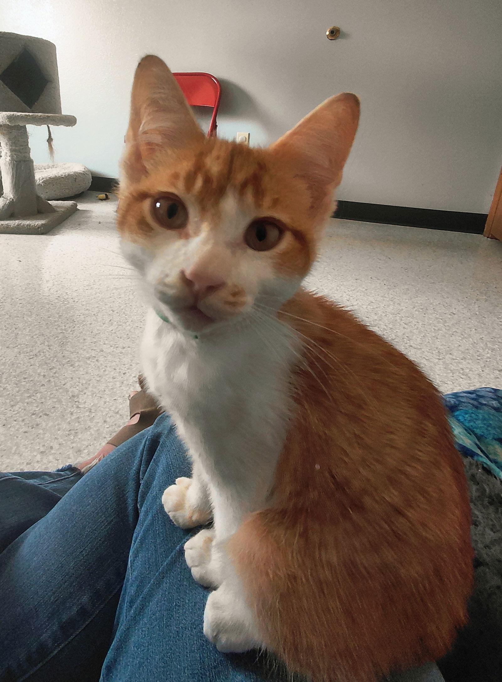 Sunny @ The Cat's Brew, a Adoptable Domestic Short Hair in Montello, WI image 3/3