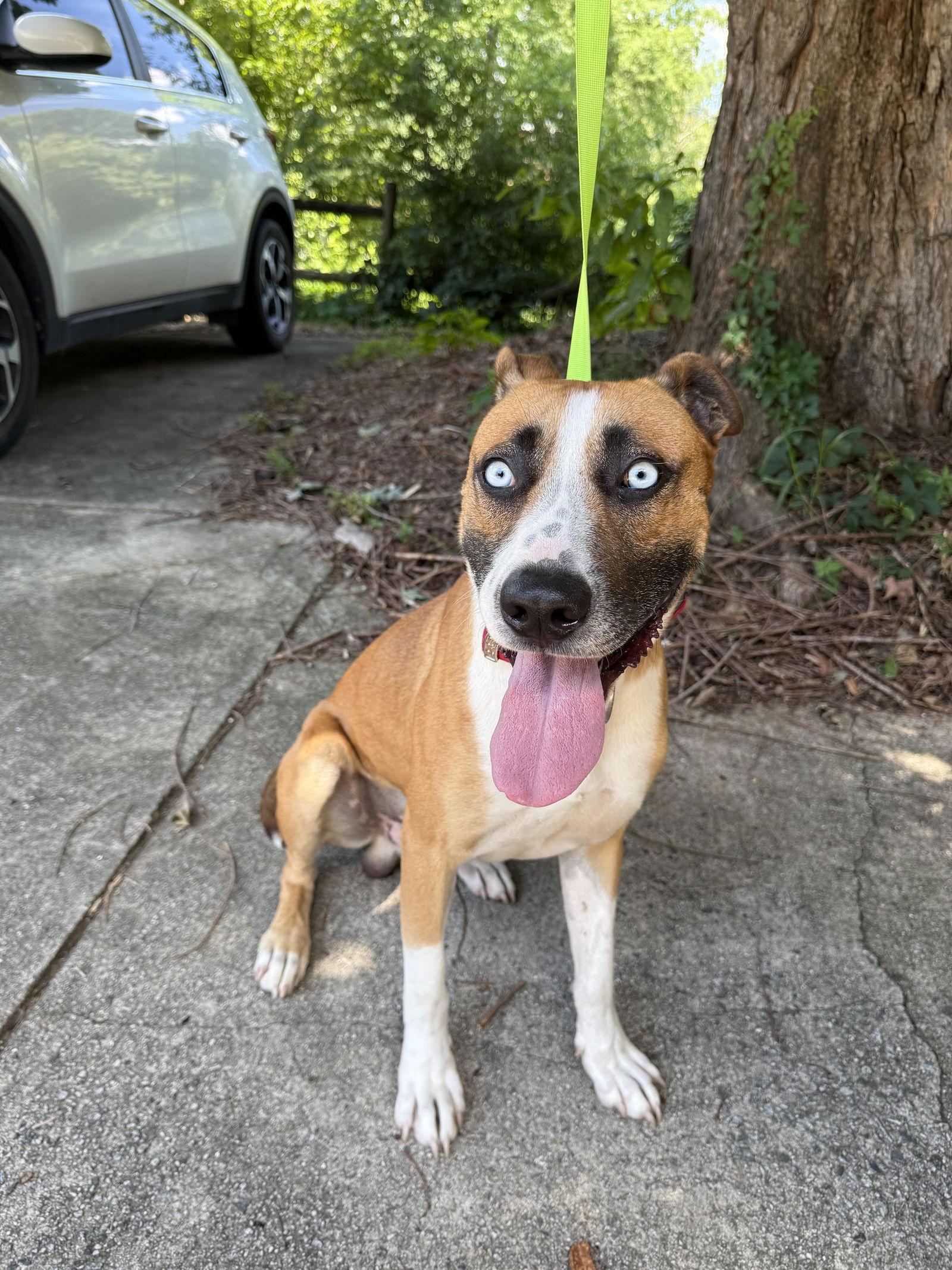 Bandit, Adoptable, Young Male Boxer & Husky.