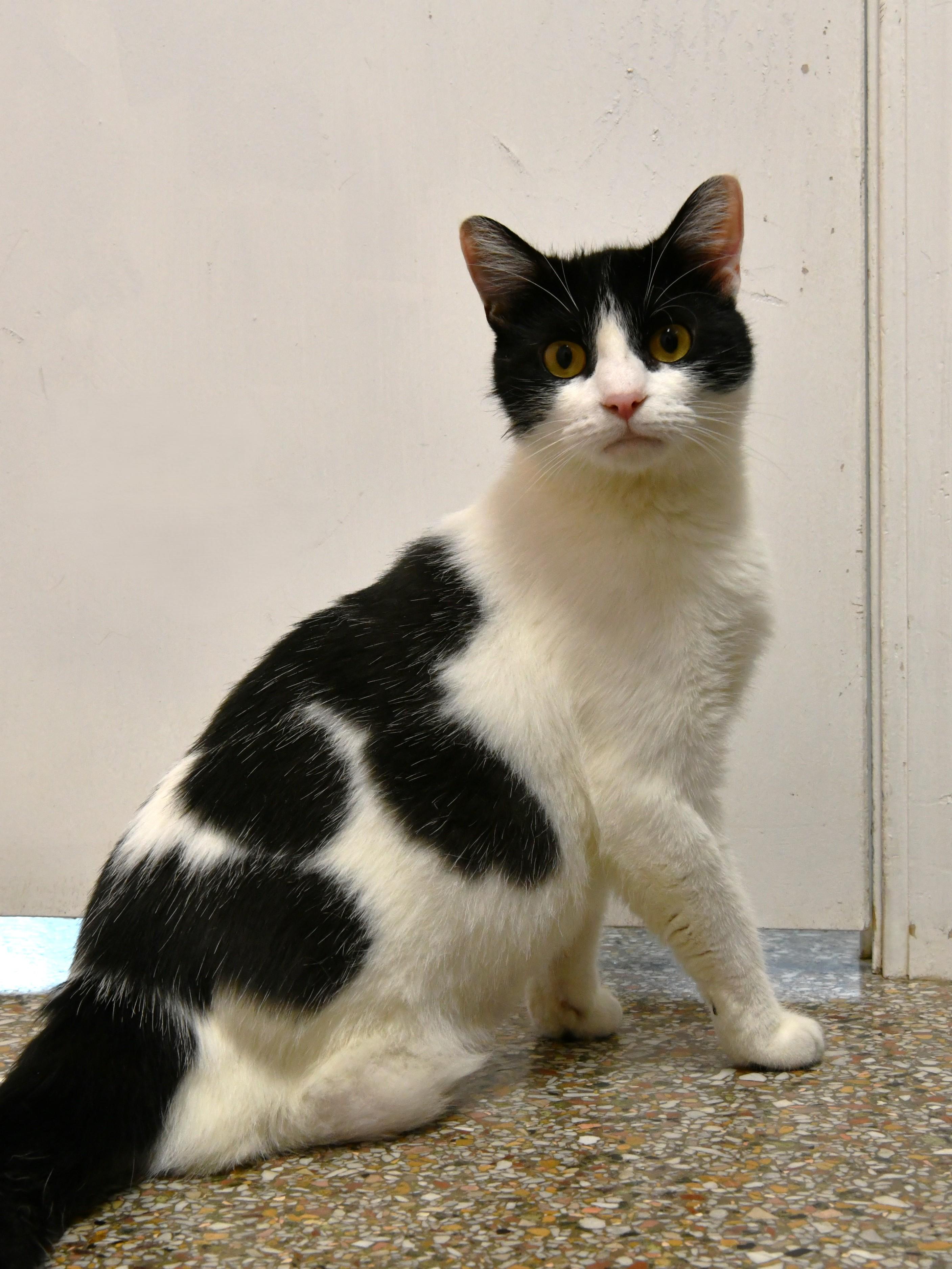 Enlarge Mavis Moo-cat (3 legs), a ADOPTABLE Domestic Short Hair in Fairhope, AL image 1/2