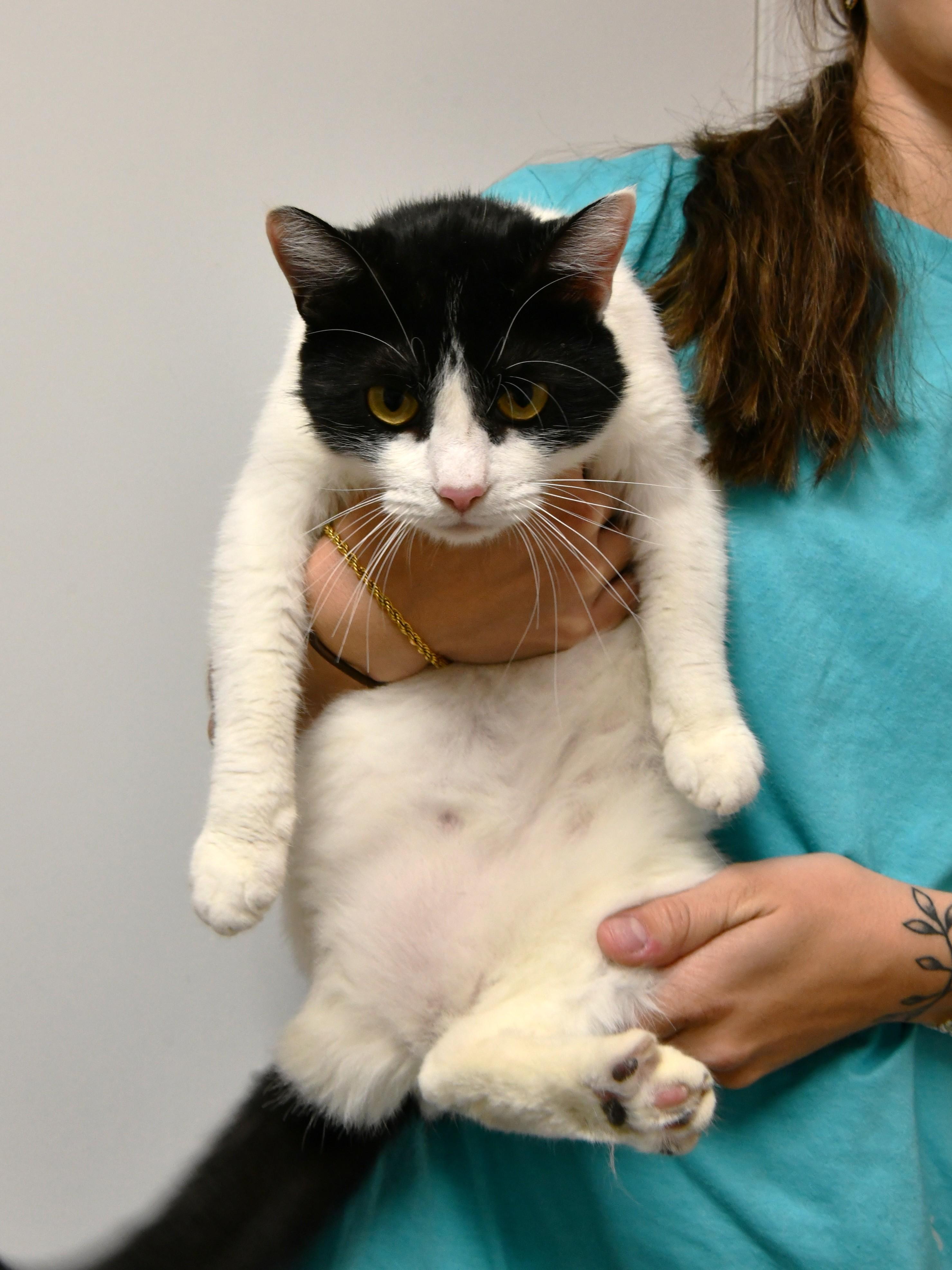 Enlarge Mavis Moo-cat (3 legs), a ADOPTABLE Domestic Short Hair in Fairhope, AL image 2/2