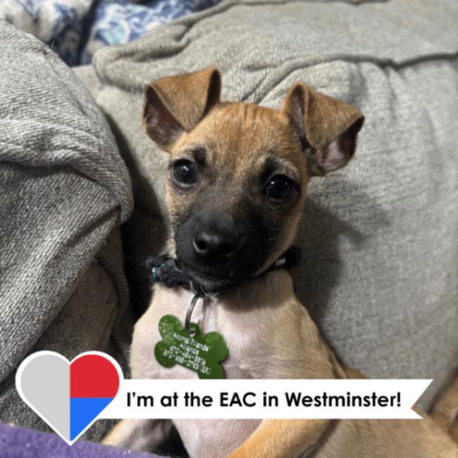 Reepicheep, Adoptable, Puppy Male Chihuahua & Mixed Breed.