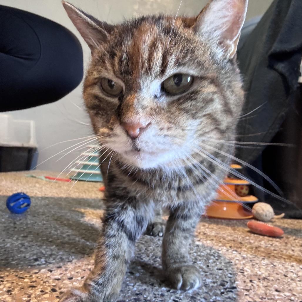 Betty, a Adoptable Domestic Short Hair in Stagecoach, NV image 1/3