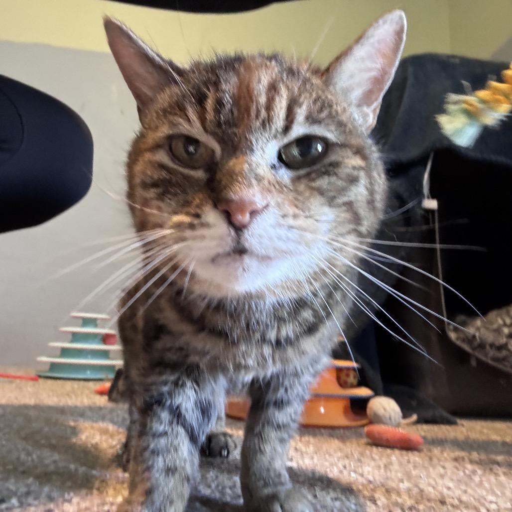 Betty, a Adoptable Domestic Short Hair in Stagecoach, NV image 2/3