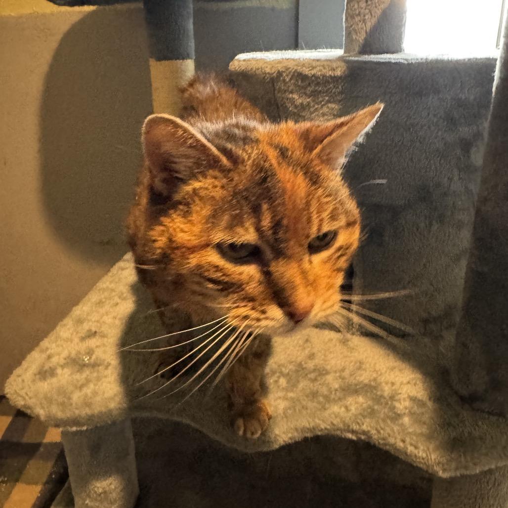 Betty, a Adoptable Domestic Short Hair in Stagecoach, NV image 3/3