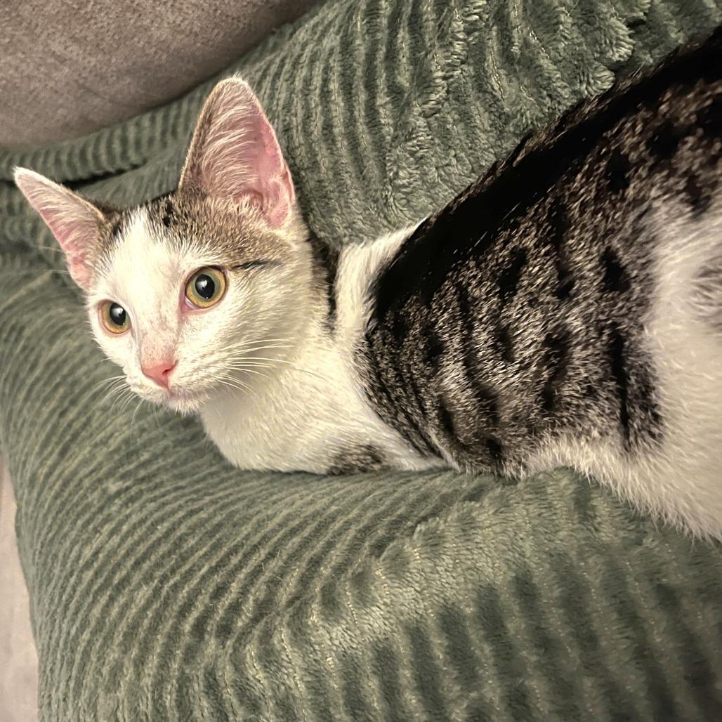 Stella photo
