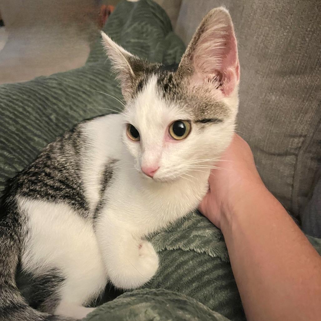 Enlarge Stella, a Adoptable Domestic Short Hair in Brownsboro, AL image 2/3