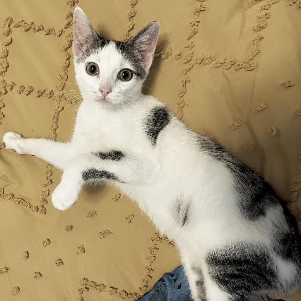 Enlarge Stella, a Adoptable Domestic Short Hair in Brownsboro, AL image 3/3