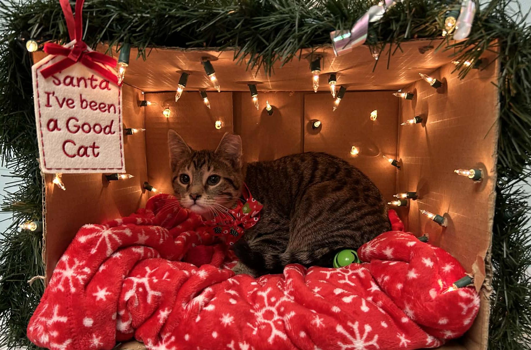 Enlarge  Thyme - playful and sweet, a Adoptable Domestic Short Hair in Racine, WI image 4/5