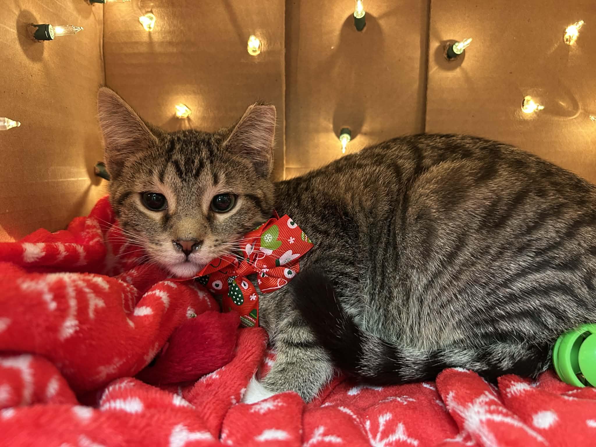 Enlarge  Thyme - playful and sweet, a Adoptable Domestic Short Hair in Racine, WI image 1/5