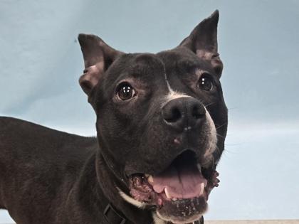 Toulouse, Adoptable, Adult Male Pit Bull Terrier & Mixed Breed.