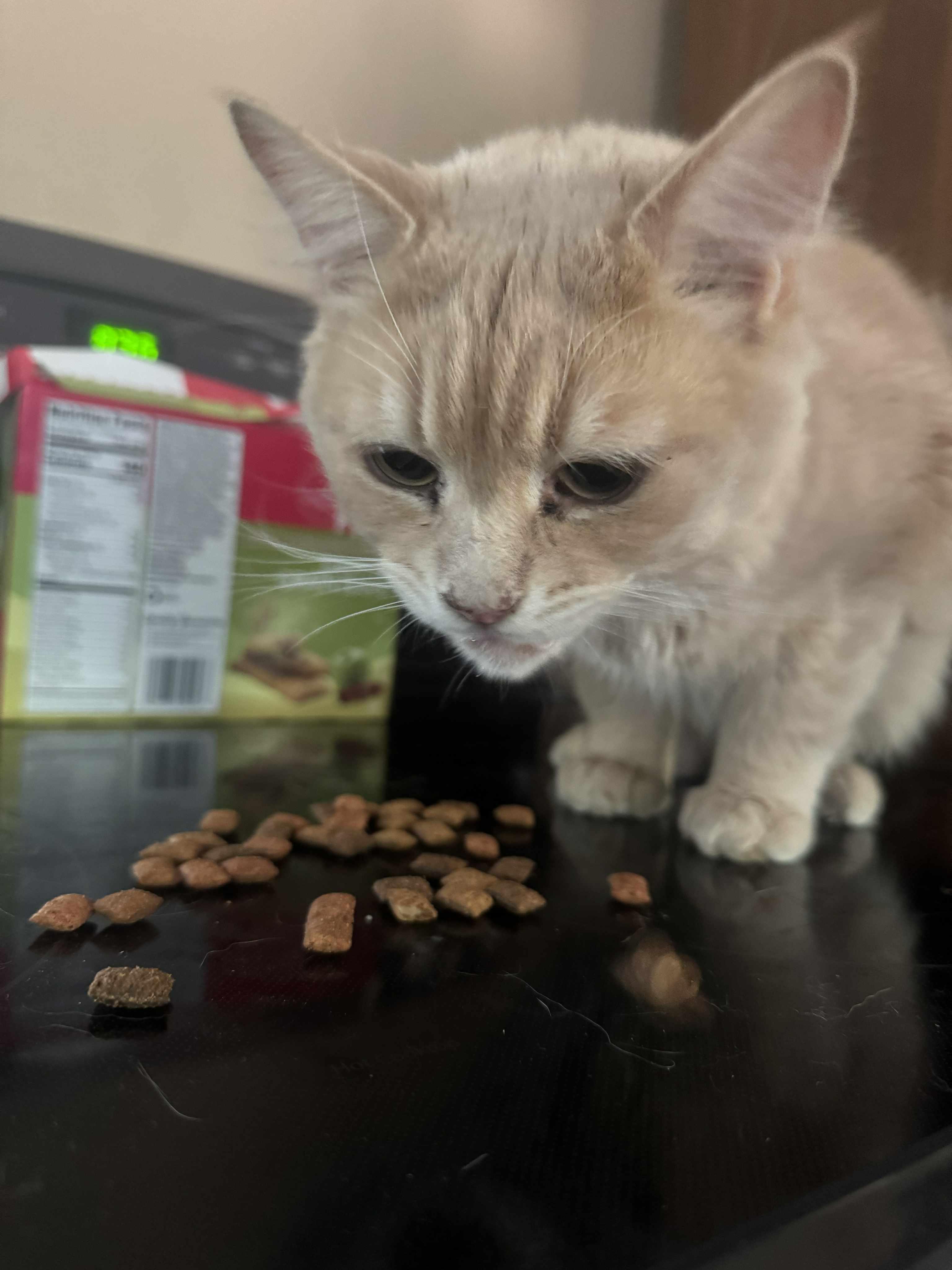 Enlarge Orange Juice, an adopted mixed breed in Chelsea, VT image 4/5