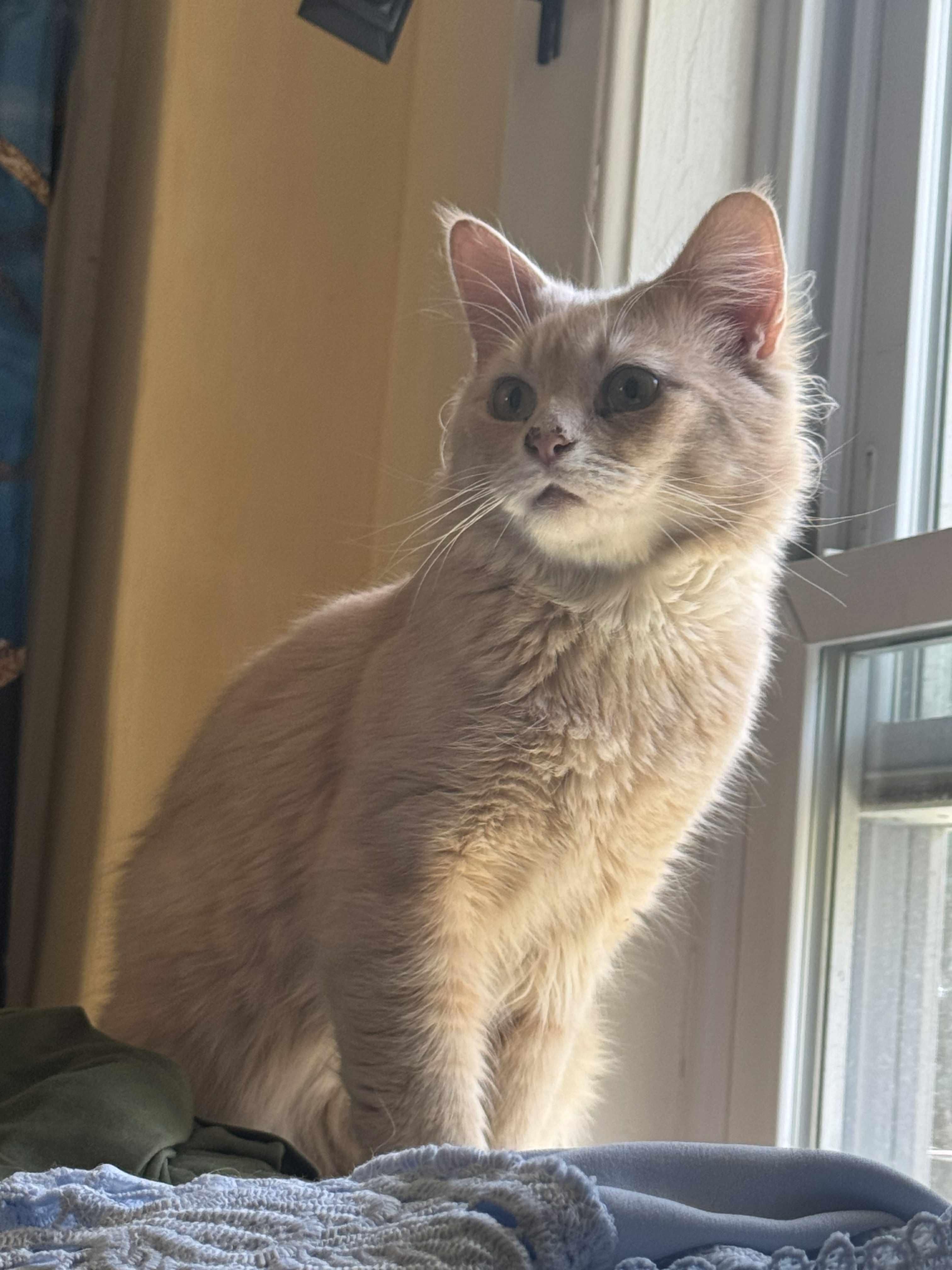 Enlarge Orange Juice, an adopted mixed breed in Chelsea, VT image 1/5