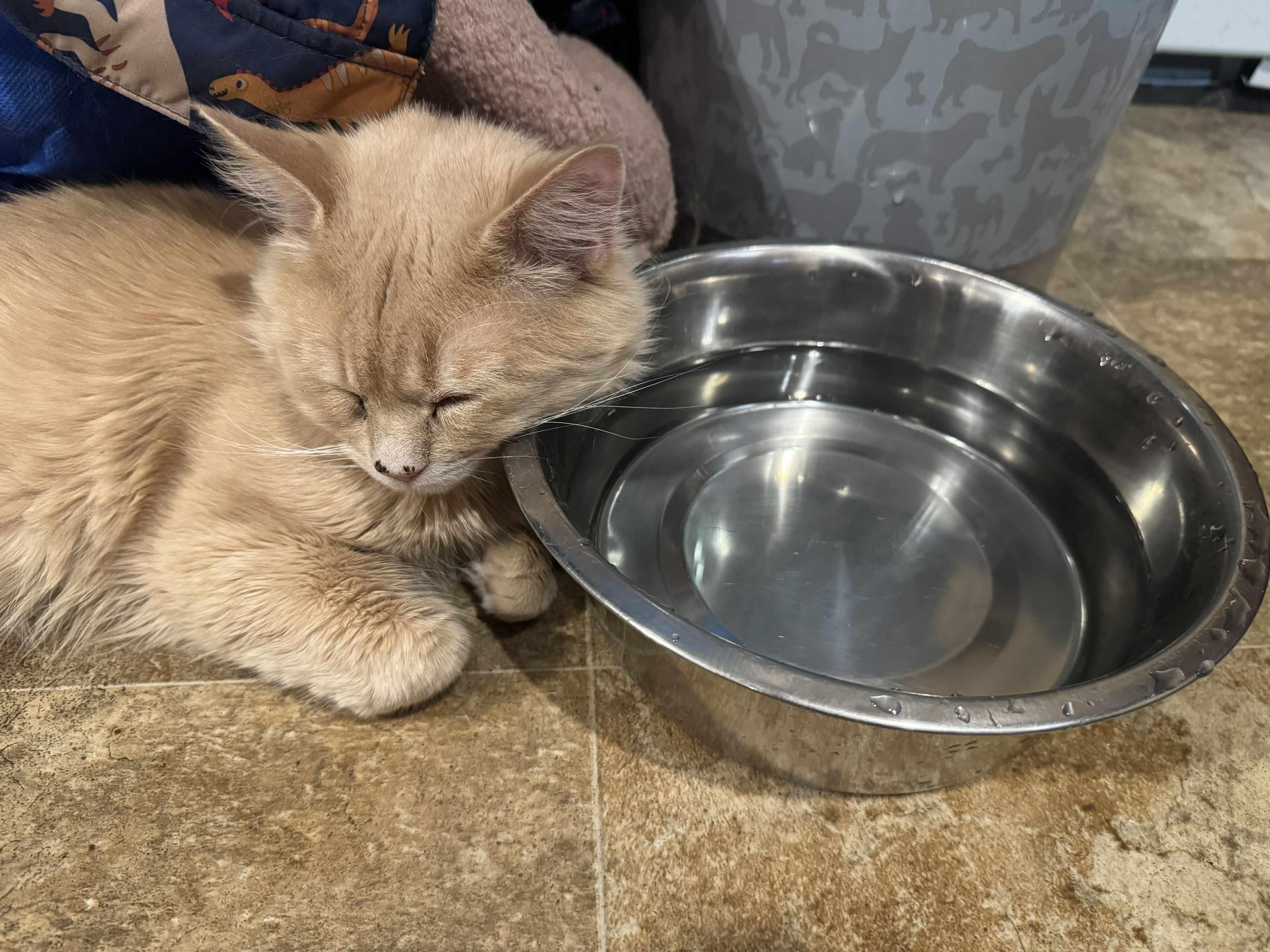 Enlarge Orange Juice, an adopted mixed breed in Chelsea, VT image 5/5