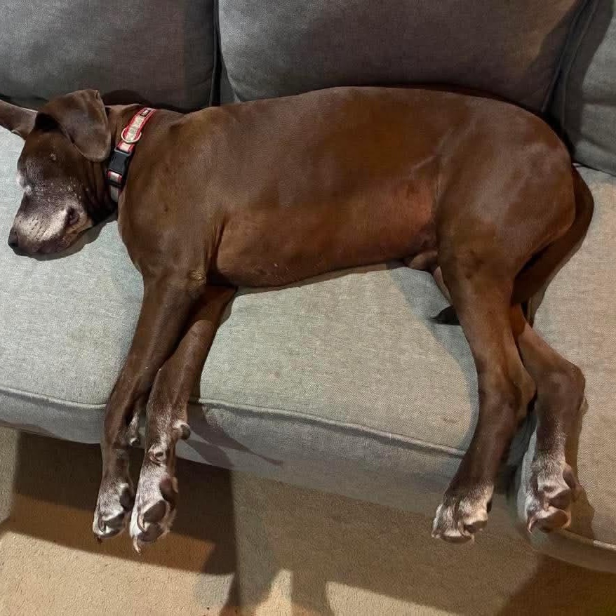 Hatch, a Adoptable Great Dane in Dallas, TX image 3/6