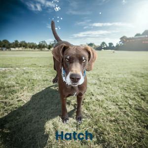 Enlarge Hatch, a Adoptable Great Dane in Dallas, TX image 1/12