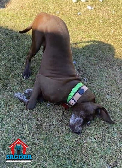 Enlarge Hatch, a Adoptable Great Dane in Dallas, TX image 9/12