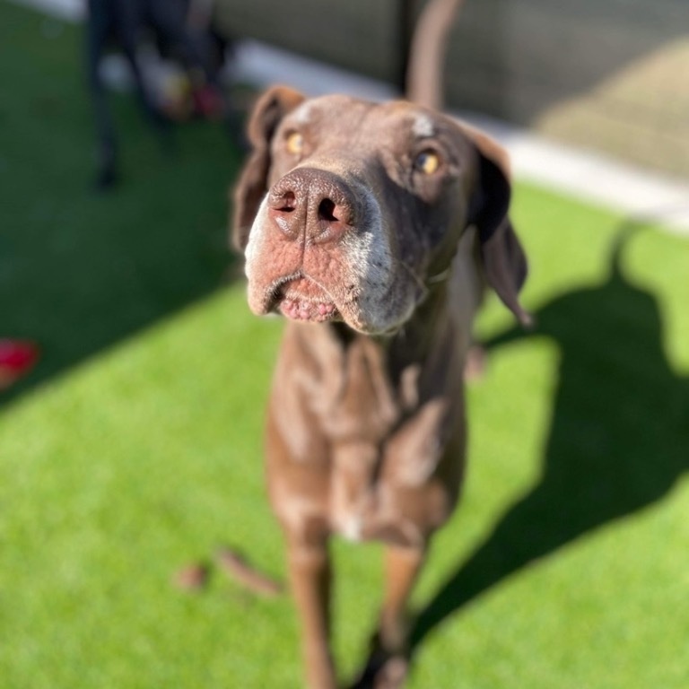 Hatch, a Adoptable Great Dane in Dallas, TX image 2/6